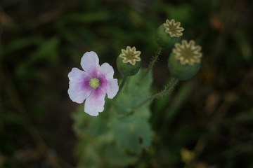 poppy plant 