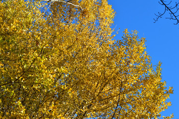 青空を背景にして、黄葉したイチョウの樹の梢を撮影した写真
