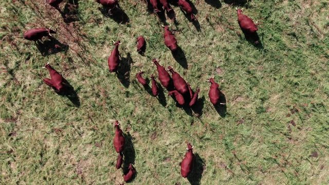 Toma a&eacute;rea de reba&ntilde;o de vacas rojas pastando