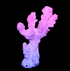 Coral isolated on black background © Dmitry