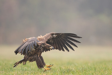 Fototapeta premium Birds of prey - white-tailed eagle in flight (Haliaeetus albicilla)