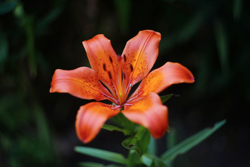 beautiful bright flower