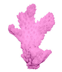 Coral isolated on white background © Dmitry