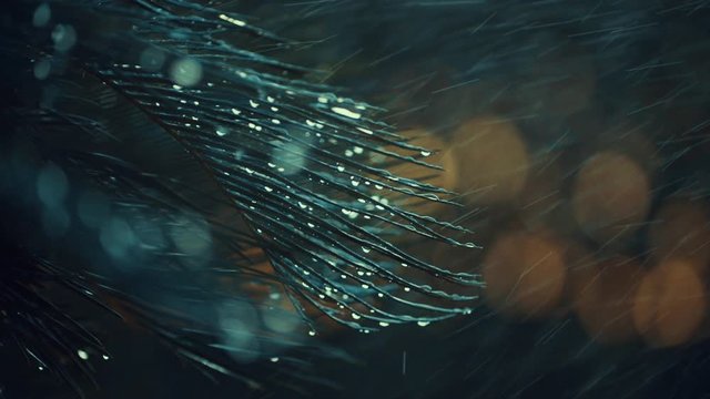 water drops on cycas plant. shot in slow motion
