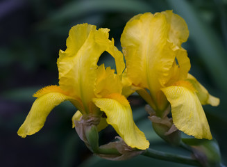 Iris plant blooms in large yellow flowers in the garden against a background of greenery. Close-up.