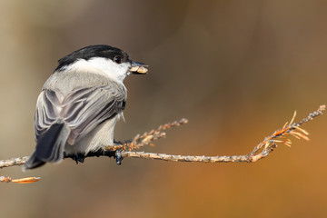 willow tit is black and white bird