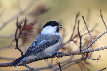 willow tit is black and white bird