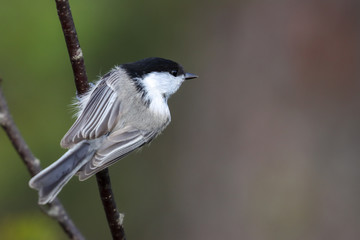 willow tit is black and white bird