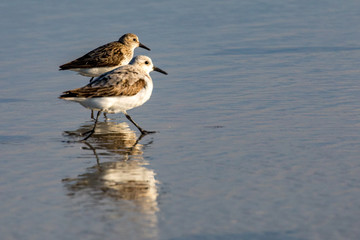 Sandpiper Bird on the beach reflected in Water