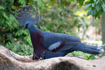 Victoria crowned pigeon and its baby bird