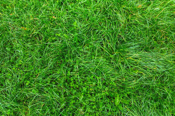 background of green grass