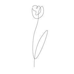 Flower blooming line draw, vector illustration