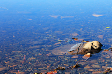 Rocks protruding from the surface of a calm lake.