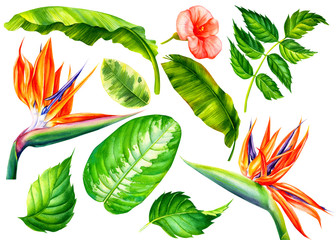 Set of jungle leaves and flowers strelitzia, topical plants on an isolated white background, watercolor botanical painting.