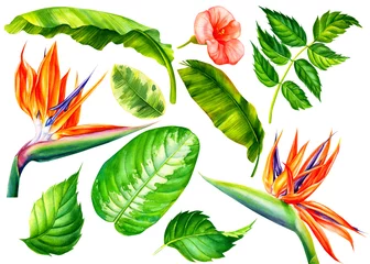 Deken met patroon Strelitzia Set jungle bladeren en bloemen strelitzia, actuele planten op een afgelegen witte achtergrond, aquarel botanische schilderij.