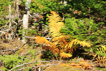 Fern on a forest floor, some still green some turned a fall orange.