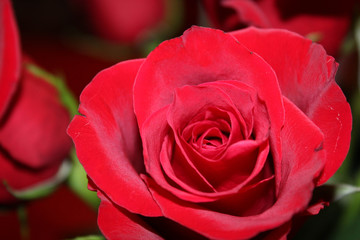 Red Rose