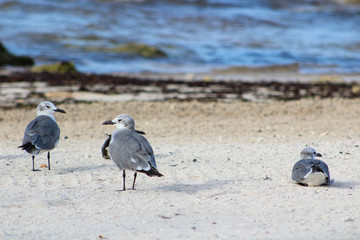 seagulls on the beach