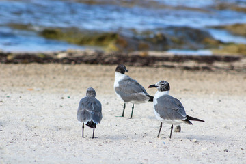 seagulls on the beach
