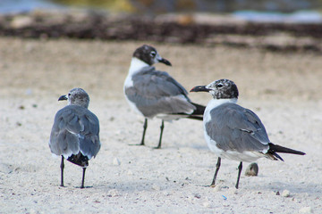 seagulls on the beach