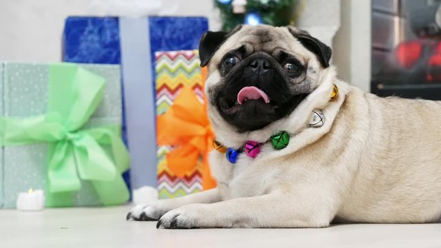 Funny surprised pug dog in christmas costume looking at camera and turns head, gifts in the background, New Year and Christmas concept