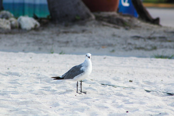seagull on beach