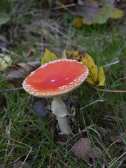 Der Fliegenpilz im Herbst