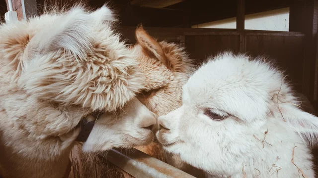 Two llamas kissing. Cute little alpaca (lama animal, llama) baby in farm. Funny animal portrait. Close up tender young alpaca from llama farm or zoo. Furry lama baby Stock Photo | Adobe Two llamas kissing. Cute little alpaca (lama animal, llama) baby in farm. Funny animal portrait. Close up tender young alpaca from llama farm or zoo. Furry lama baby Stock Photo | Adobe