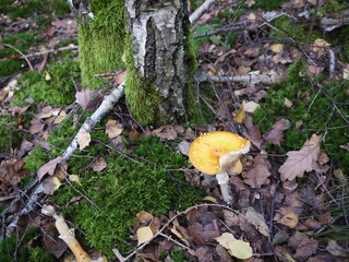 Der Fliegenpilz im Herbst