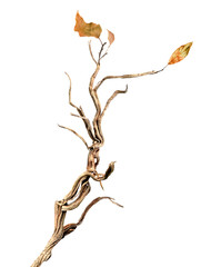 Dry branch isolated on white background