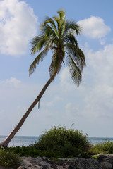 palm tree and blue sky