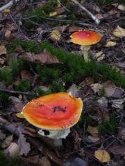 Der Fliegenpilz im Herbst