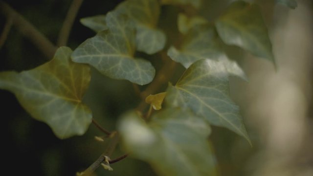 A green ivy hedera plant in a lawn. shot in slow motion