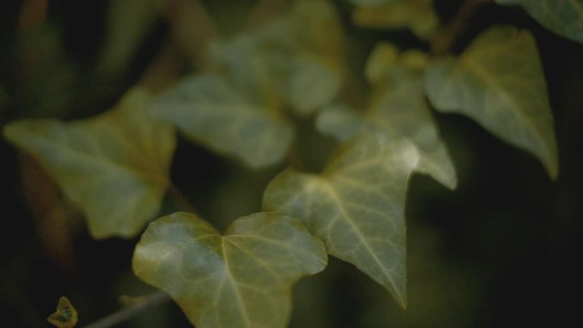 A green ivy hedera plant in a lawn. shot in slow motion