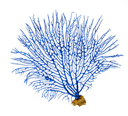 coral isolated on white background