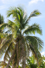 Fototapeta na wymiar Palm Tree in the Blue Sky