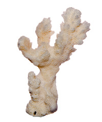 Close up of coral © Dmitry