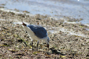 bird on the beach