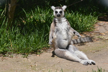 ring tailed lemur, wild animal