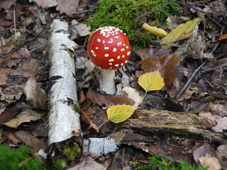 Der Fliegenpilz im Herbst
