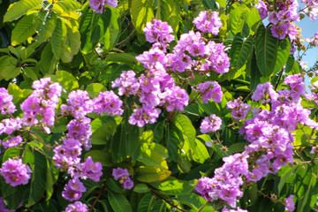 Obraz premium purple flowers in the garden