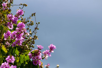 lilac flowers on background of blue sky