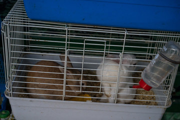 Rabbits are sitting in a cage