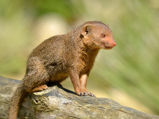 Closeup dwarf mongoose (Helogale parvula)  perched on branch tree