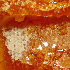 square background with shiny drops of fresh Golden sweet honey dripping on honeycomb covered with white wax