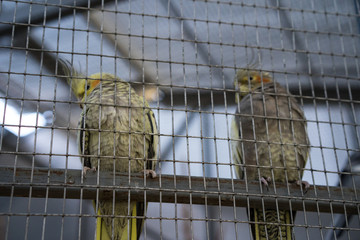 Parrots are sitting in a cage at the zoo