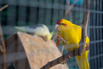 Fototapeta premium Yellow parrot eats carrot sitting on a branch