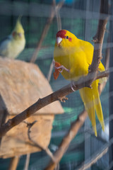 Yellow parrot eats carrot sitting on a branch
