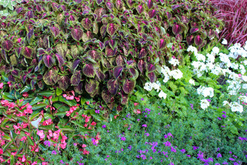 Floral Landscape