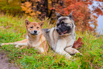 Akita and Shiba for a walk in the park. Two dogs for a walk. Autumn